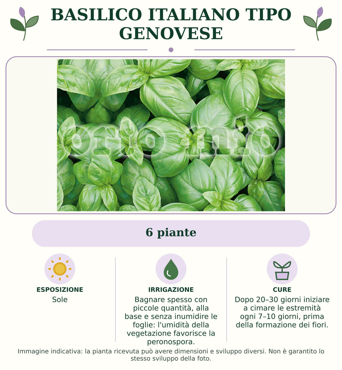 Basilico italiano tipo Genovese: 6 piante. Sole. Bagnare spesso con piccole quantità, alla base e senza inumidire le foglie: l'umidità della vegetazione favorisce la peronospora.. Dopo 20–30 giorni iniziare a cimare le estremità ogni 7–10 giorni, prima della formazione dei fiori.. Immagine indicativa.