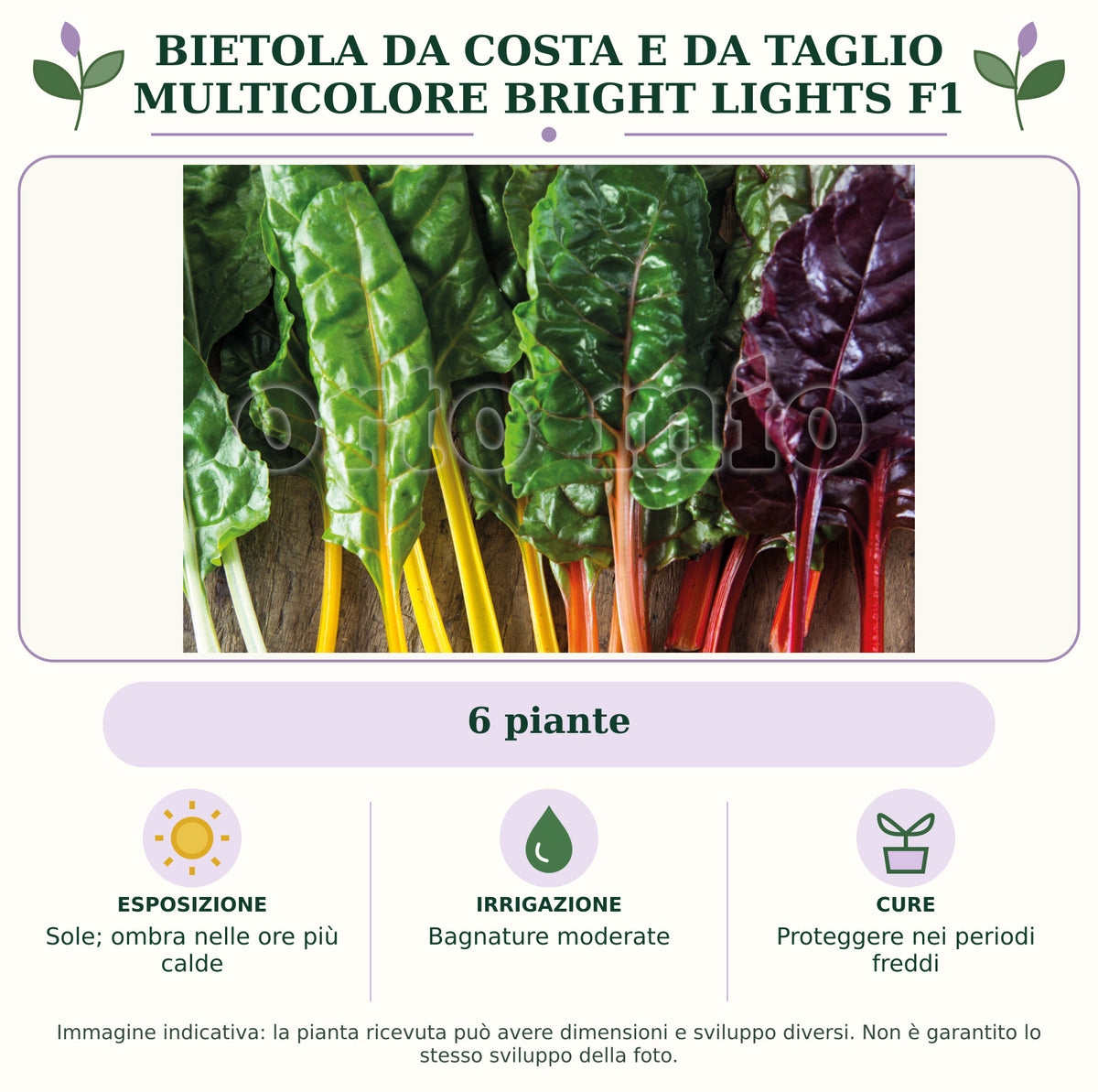 Bietola da costa e da taglio multicolore Bright Lights F1: 6 piante. Sole; ombra nelle ore più calde. Bagnature moderate. Proteggere nei periodi freddi. Immagine indicativa.