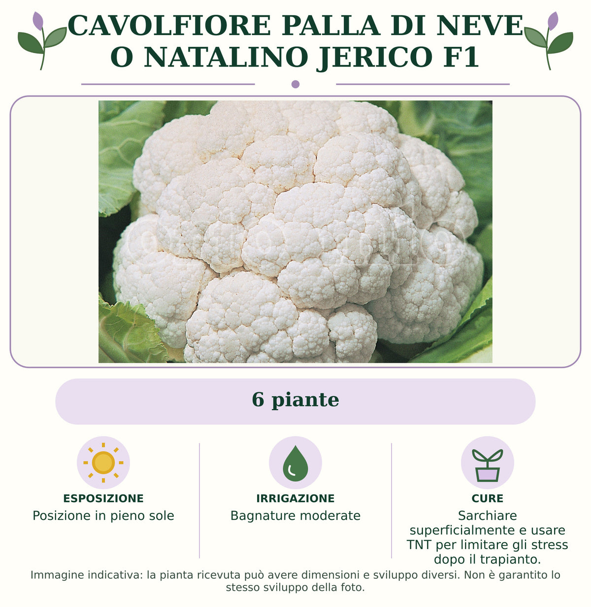 Cavolfiore palla di neve o natalino Jerico F1: 6 piante. Posizione in pieno sole. Bagnature moderate. Sarchiare superficialmente e usare TNT per limitare gli stress dopo il trapianto.. Immagine indicativa.