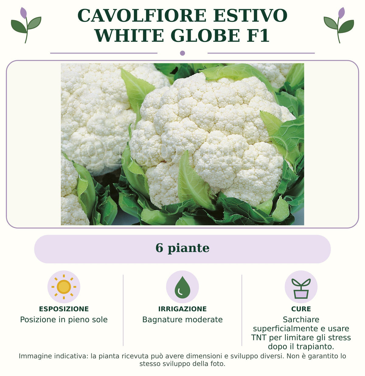 Cavolfiore Estivo White Globe F1: 6 piante. Posizione in pieno sole. Bagnature moderate. Sarchiare superficialmente e usare TNT per limitare gli stress dopo il trapianto.. Immagine indicativa.