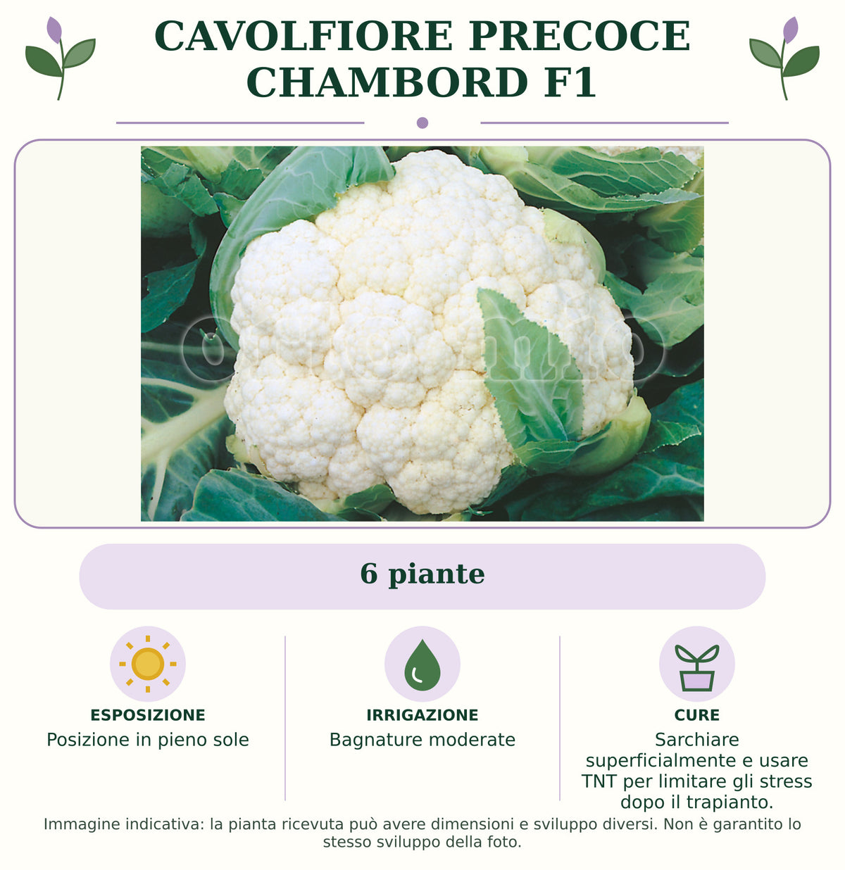 Cavolfiore precoce Chambord F1: 6 piante. Posizione in pieno sole. Bagnature moderate. Sarchiare superficialmente e usare TNT per limitare gli stress dopo il trapianto.. Immagine indicativa.