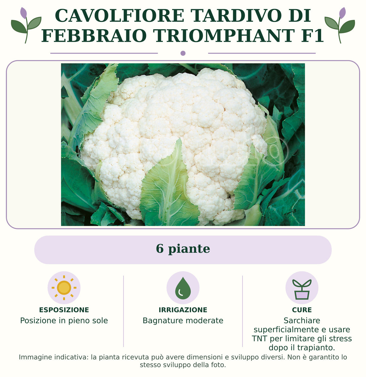 Cavolfiore tardivo di febbraio Triomphant F1: 6 piante. Posizione in pieno sole. Bagnature moderate. Sarchiare superficialmente e usare TNT per limitare gli stress dopo il trapianto.. Immagine indicativa.
