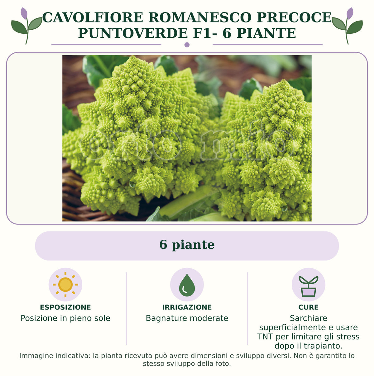Cavolfiore romanesco precoce Puntoverde F1- 6 piante: 6 piante. Posizione in pieno sole. Bagnature moderate. Sarchiare superficialmente e usare TNT per limitare gli stress dopo il trapianto.. Immagine indicativa.