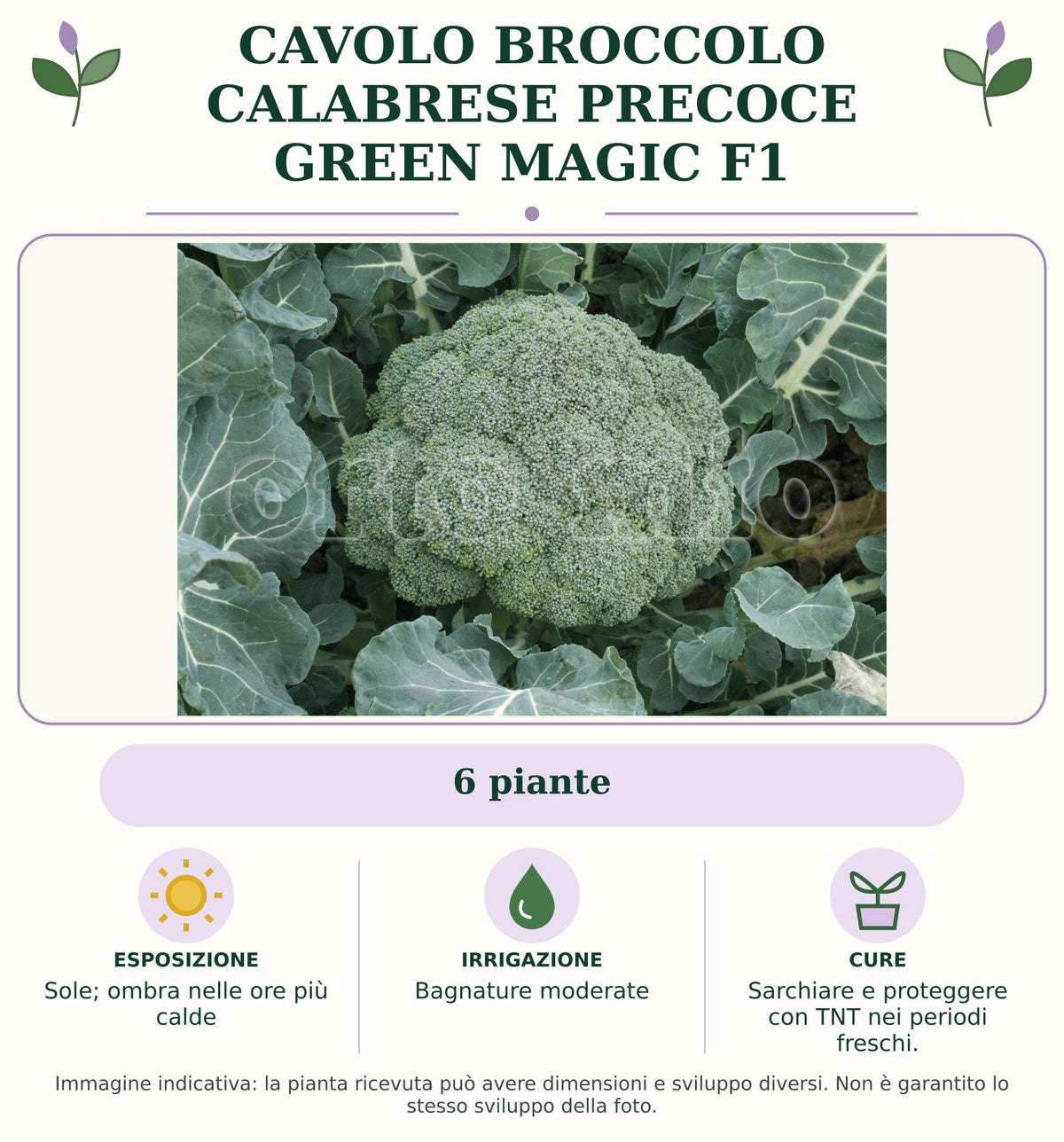 Cavolo Broccolo Calabrese precoce Green Magic F1: 6 piante. Sole; ombra nelle ore più calde. Bagnature moderate. Sarchiare e proteggere con TNT nei periodi freschi.. Immagine indicativa.