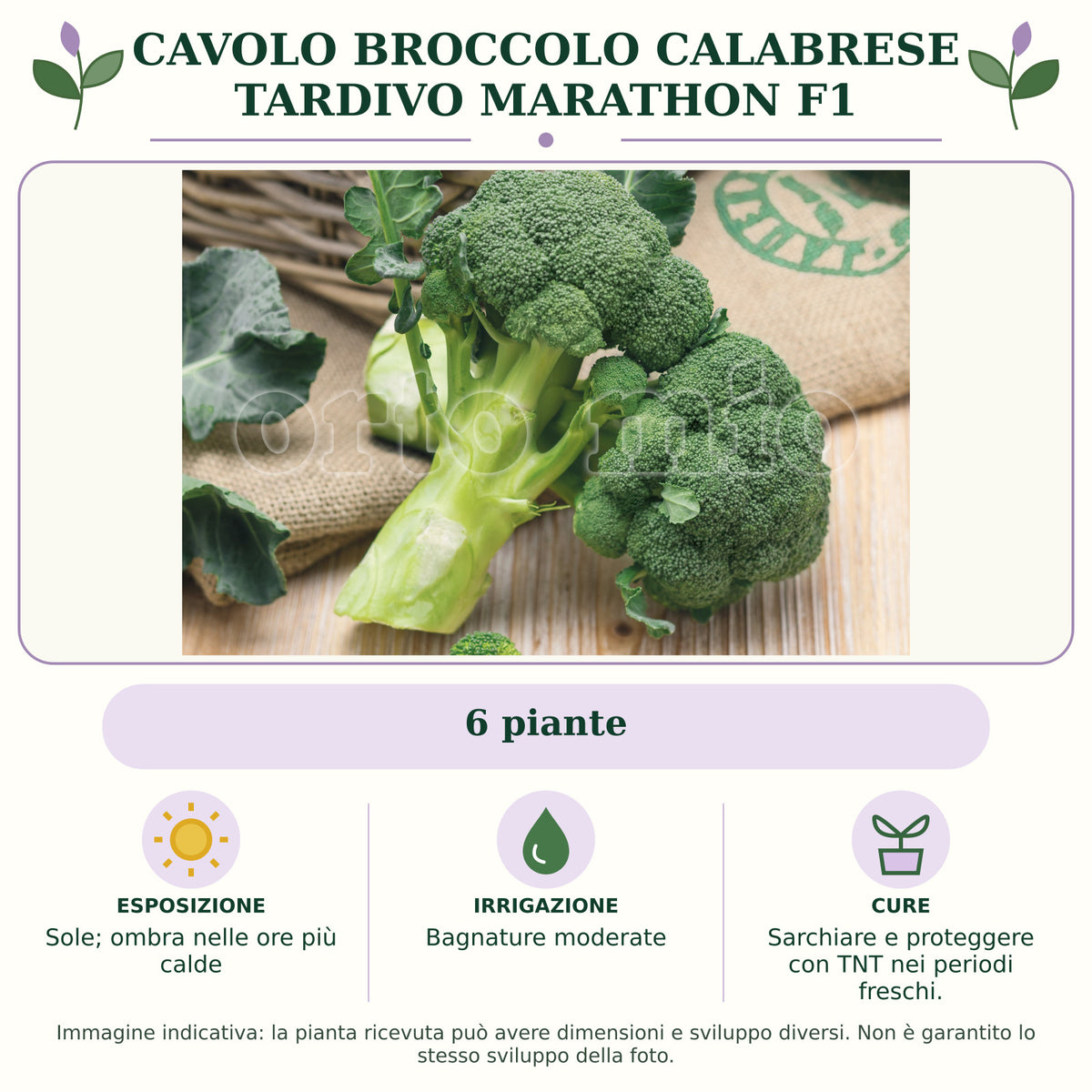 Cavolo Broccolo Calabrese tardivo Marathon F1: 6 piante. Sole; ombra nelle ore più calde. Bagnature moderate. Sarchiare e proteggere con TNT nei periodi freschi.. Immagine indicativa.