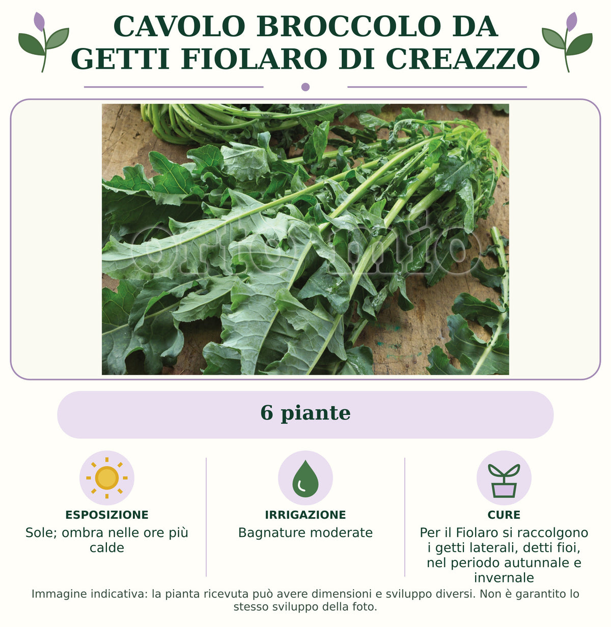 Cavolo broccolo da getti Fiolaro di Creazzo: 6 piante. Sole; ombra nelle ore più calde. Bagnature moderate. Per il Fiolaro si raccolgono i getti laterali, detti fioi, nel periodo autunnale e invernale. Immagine indicativa.