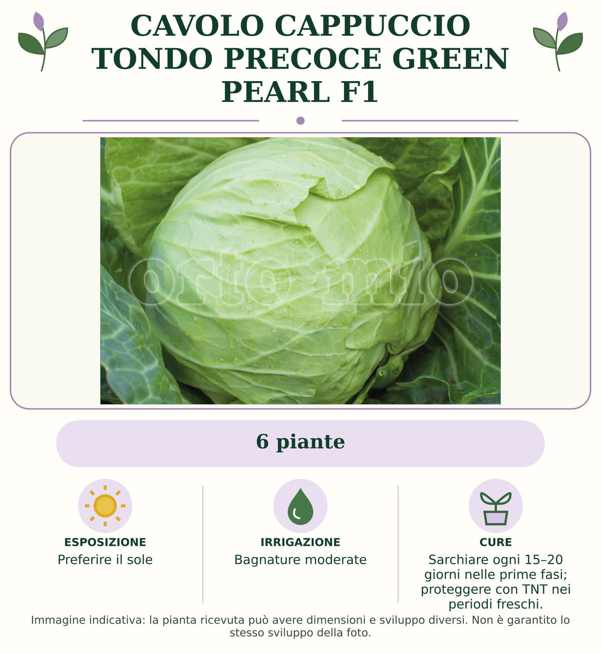 Cavolo Cappuccio Tondo precoce Green Pearl F1: 6 piante. Preferire il sole. Bagnature moderate. Sarchiare ogni 15–20 giorni nelle prime fasi; proteggere con TNT nei periodi freschi.. Immagine indicativa.