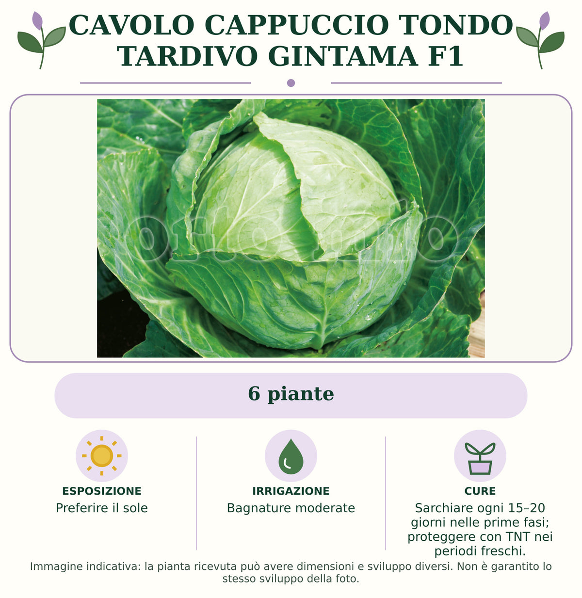 Cavolo Cappuccio Tondo Tardivo Gintama F1: 6 piante. Preferire il sole. Bagnature moderate. Sarchiare ogni 15–20 giorni nelle prime fasi; proteggere con TNT nei periodi freschi.. Immagine indicativa.