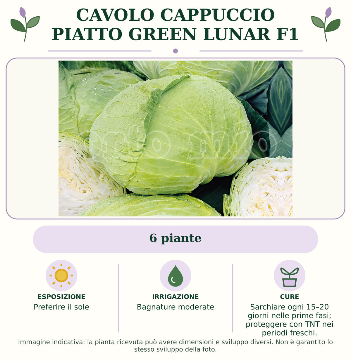 Cavolo Cappuccio Piatto Green Lunar F1: 6 piante. Preferire il sole. Bagnature moderate. Sarchiare ogni 15–20 giorni nelle prime fasi; proteggere con TNT nei periodi freschi.. Immagine indicativa.