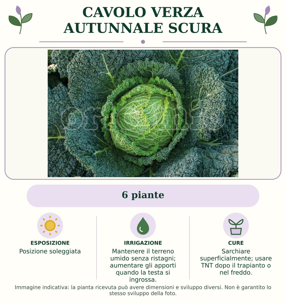 Cavolo Verza Autunnale scura: 6 piante. Posizione soleggiata. Mantenere il terreno umido senza ristagni; aumentare gli apporti quando la testa si ingrossa.. Sarchiare superficialmente; usare TNT dopo il trapianto o nel freddo.. Immagine indicativa.