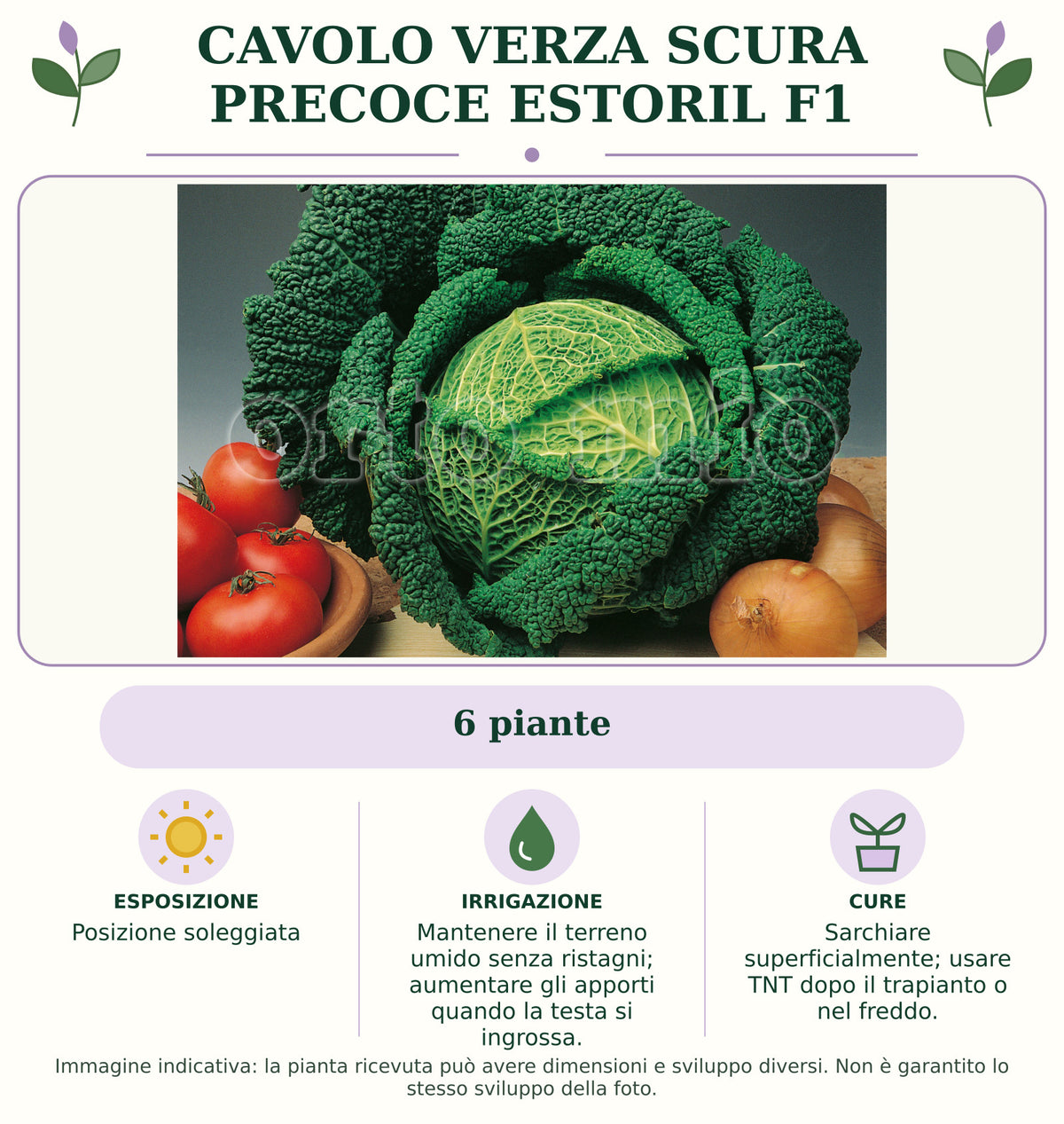 Cavolo verza scura precoce Estoril F1: 6 piante. Posizione soleggiata. Mantenere il terreno umido senza ristagni; aumentare gli apporti quando la testa si ingrossa.. Sarchiare superficialmente; usare TNT dopo il trapianto o nel freddo.. Immagine indicativa.
