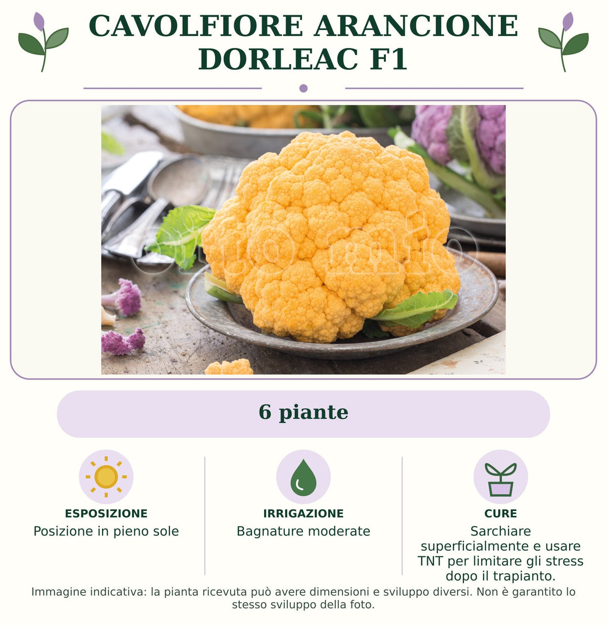 Cavolfiore Arancione Dorleac F1: 6 piante. Posizione in pieno sole. Bagnature moderate. Sarchiare superficialmente e usare TNT per limitare gli stress dopo il trapianto.. Immagine indicativa.