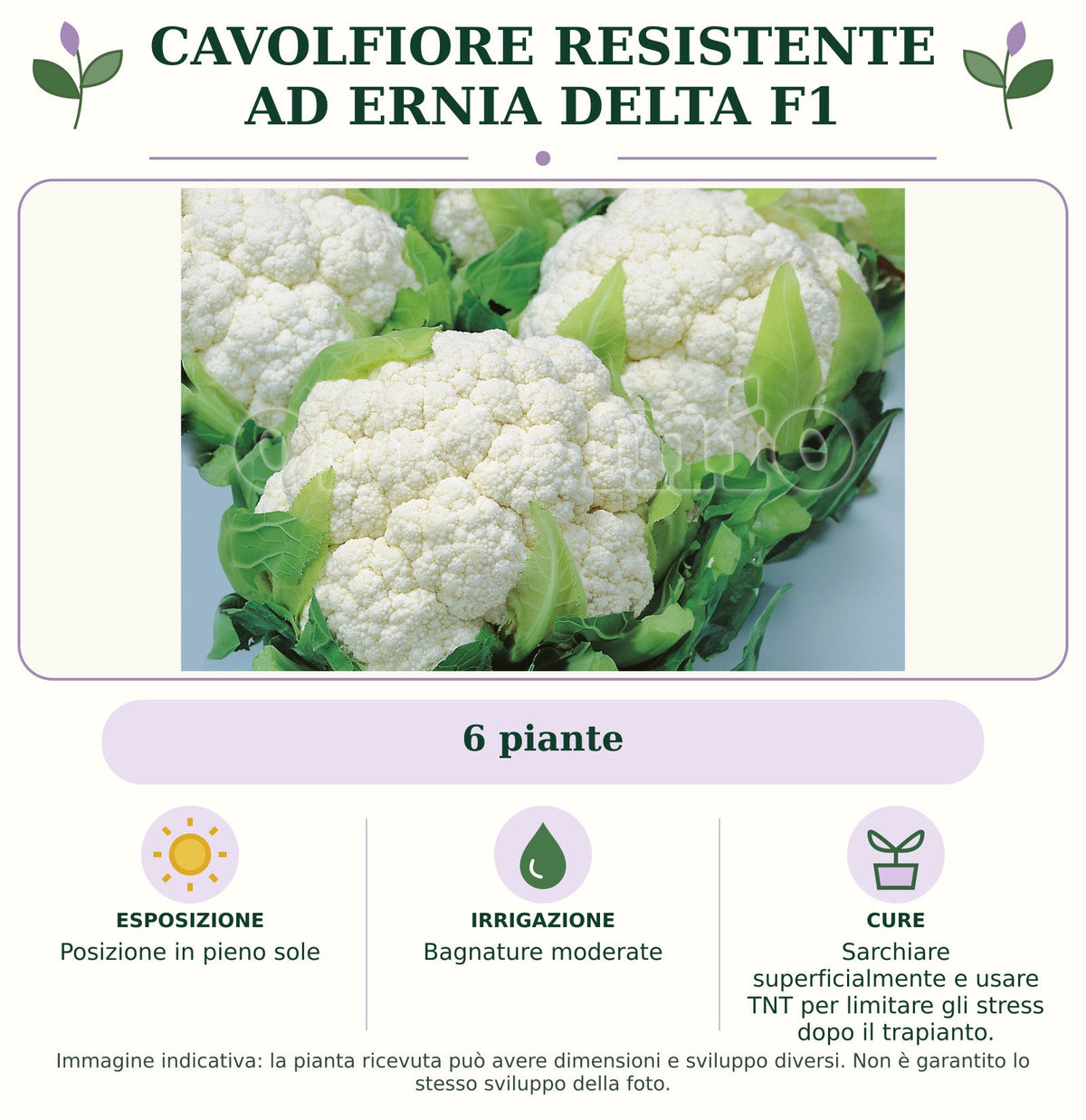 Cavolfiore Resistente ad Ernia Delta F1: 6 piante. Posizione in pieno sole. Bagnature moderate. Sarchiare superficialmente e usare TNT per limitare gli stress dopo il trapianto.. Immagine indicativa.