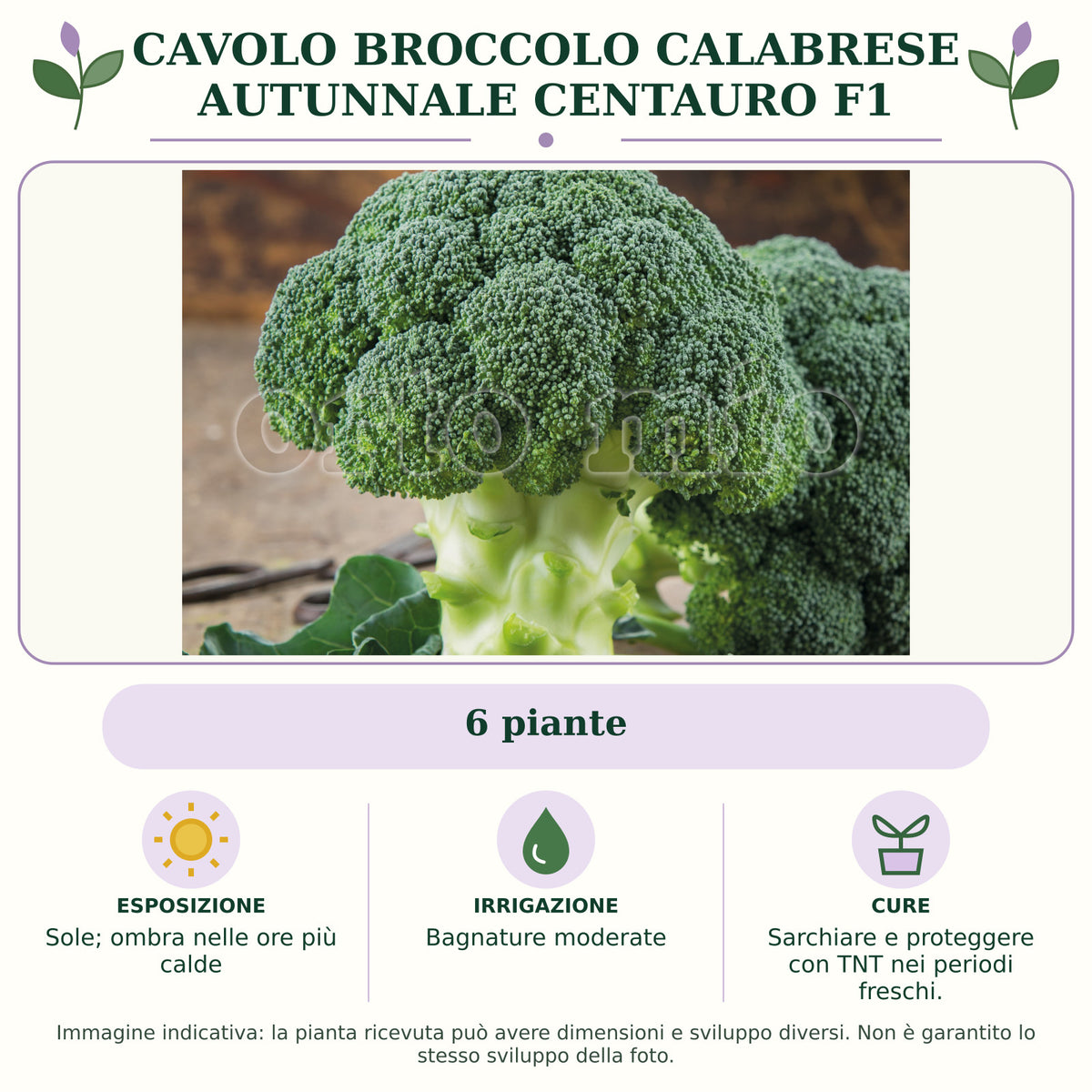 Cavolo Broccolo Calabrese Autunnale Centauro F1: 6 piante. Sole; ombra nelle ore più calde. Bagnature moderate. Sarchiare e proteggere con TNT nei periodi freschi.. Immagine indicativa.