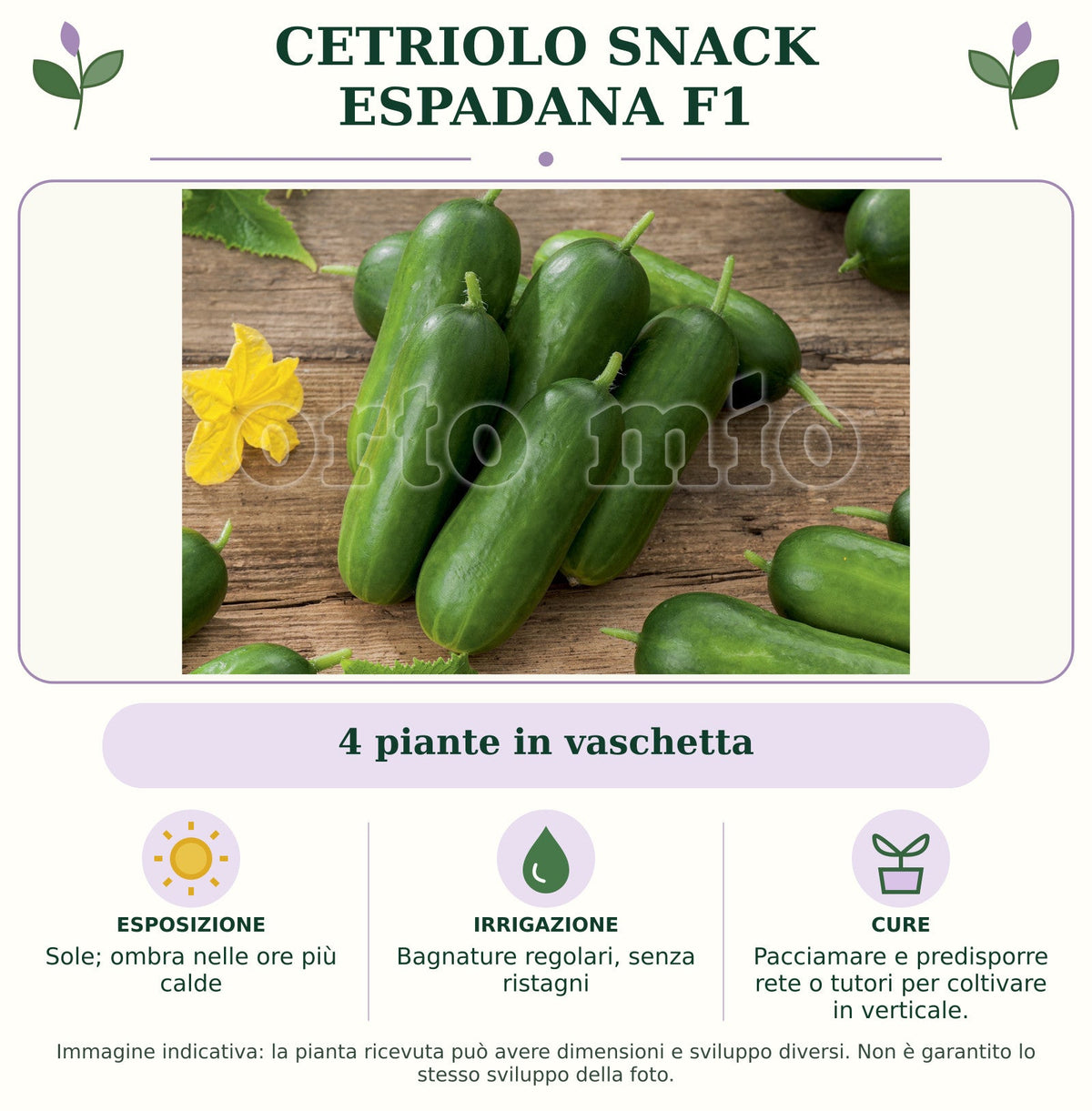Cetriolo Snack Espadana F1: 4 piante in vaschetta. Sole; ombra nelle ore più calde. Bagnature regolari, senza ristagni. Pacciamare e predisporre rete o tutori per coltivare in verticale.. Immagine indicativa.