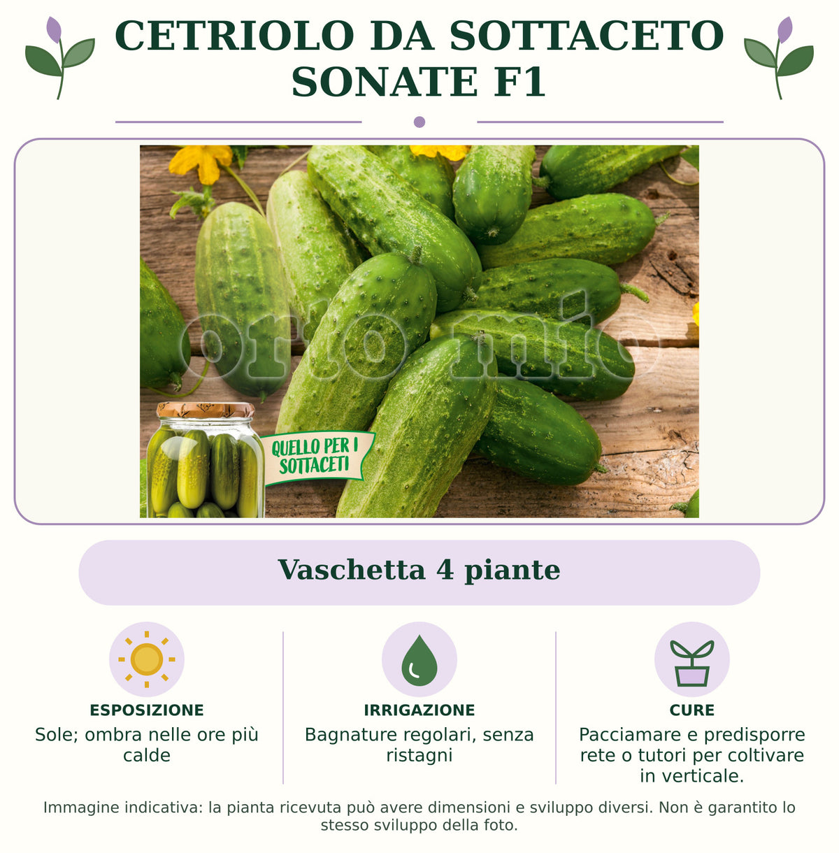 Cetriolo da sottaceto Sonate F1: Vaschetta 4 piante. Sole; ombra nelle ore più calde. Bagnature regolari, senza ristagni. Pacciamare e predisporre rete o tutori per coltivare in verticale.. Immagine indicativa.