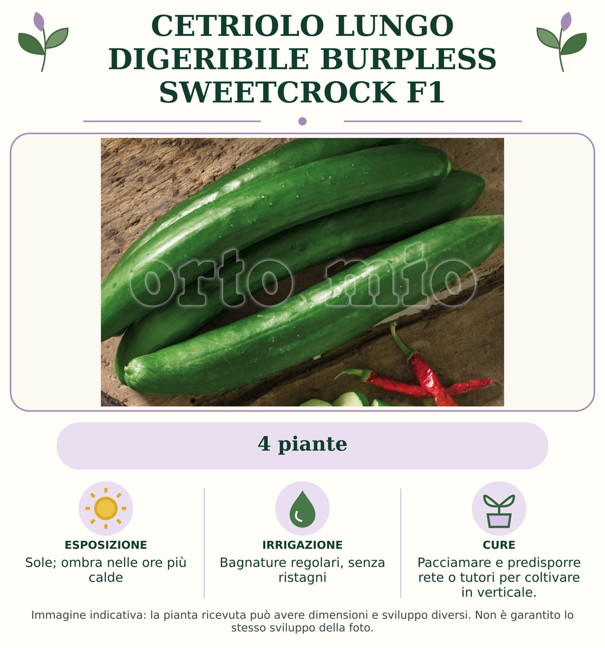 Cetriolo Lungo digeribile Burpless Sweetcrock F1: 4 piante. Sole; ombra nelle ore più calde. Bagnature regolari, senza ristagni. Pacciamare e predisporre rete o tutori per coltivare in verticale.. Immagine indicativa.