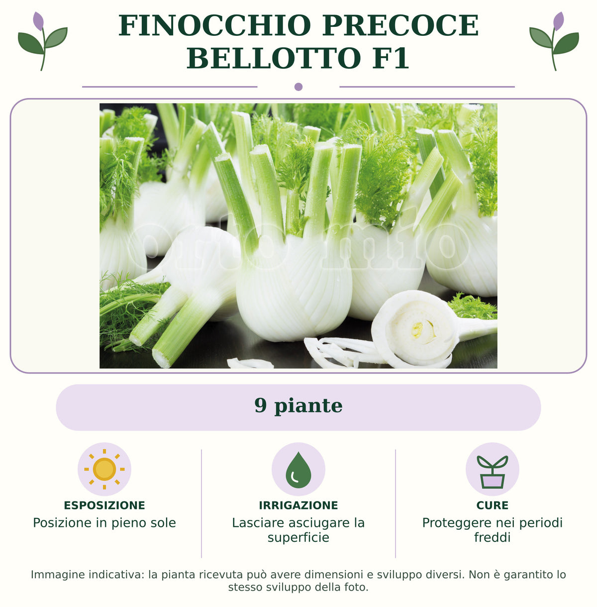 Finocchio precoce Bellotto F1: 9 piante. Posizione in pieno sole. Lasciare asciugare la superficie. Proteggere nei periodi freddi. Immagine indicativa.