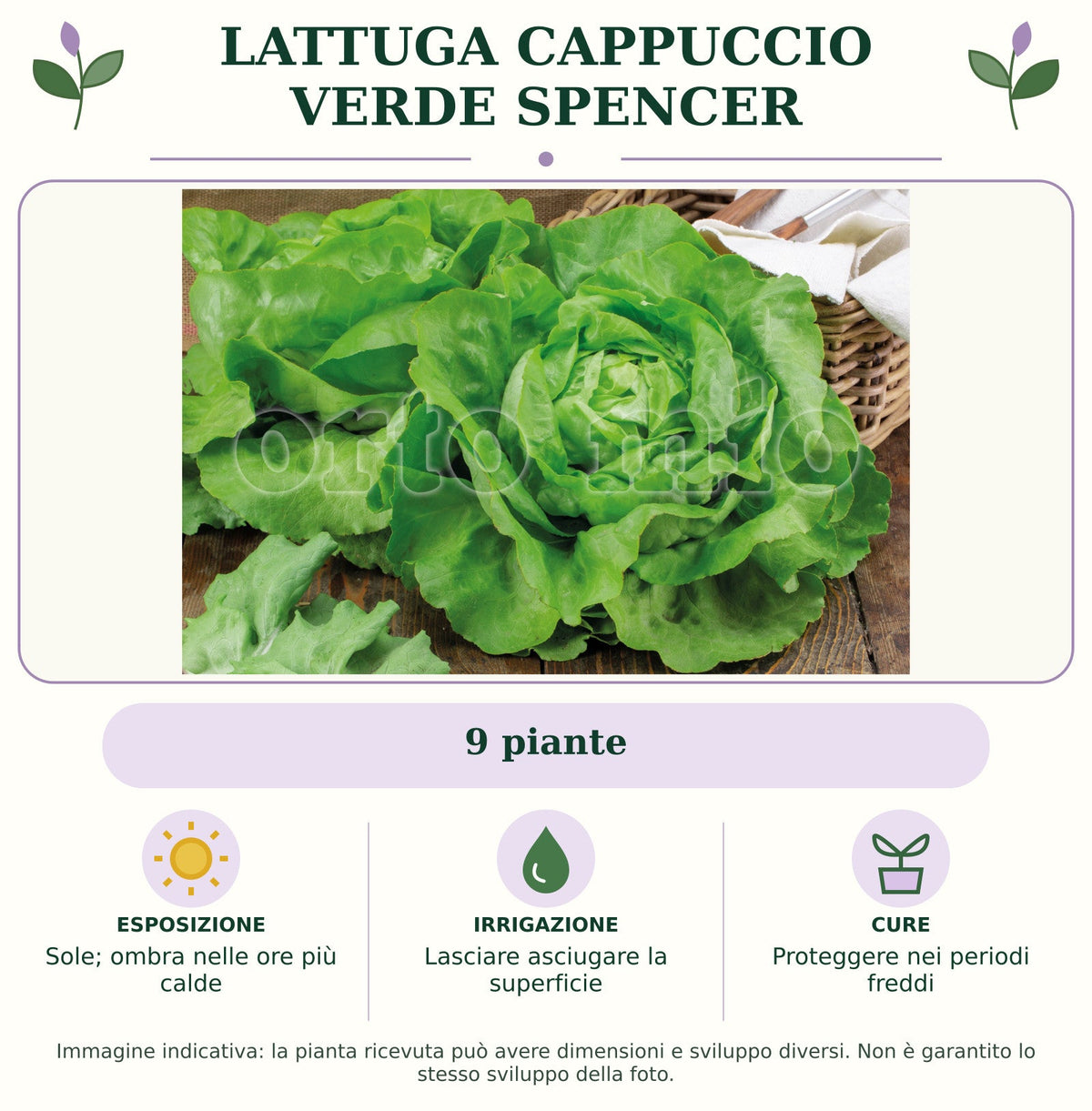 Lattuga cappuccio verde Spencer: 9 piante. Sole; ombra nelle ore più calde. Lasciare asciugare la superficie. Proteggere nei periodi freddi. Immagine indicativa.