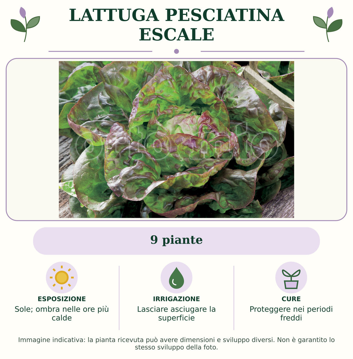 Lattuga pesciatina Escale: 9 piante. Sole; ombra nelle ore più calde. Lasciare asciugare la superficie. Proteggere nei periodi freddi. Immagine indicativa.