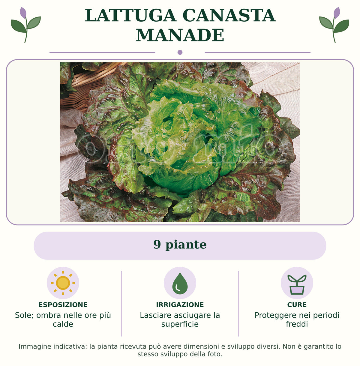 Lattuga canasta Manade: 9 piante. Sole; ombra nelle ore più calde. Lasciare asciugare la superficie. Proteggere nei periodi freddi. Immagine indicativa.