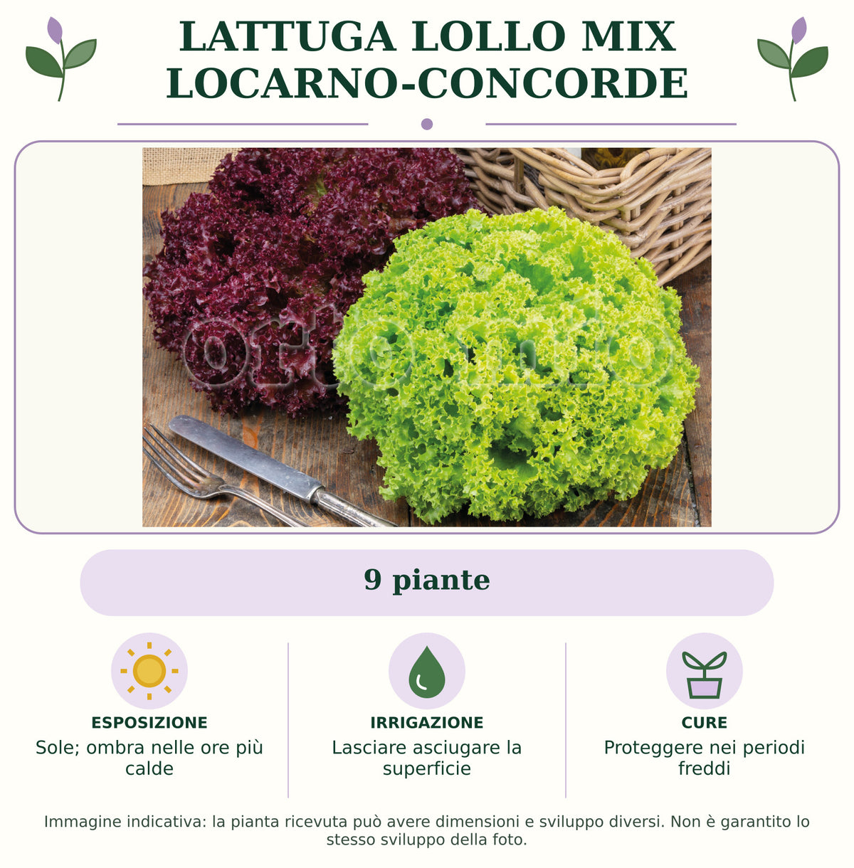 Lattuga lollo mix Locarno-Concorde: 9 piante. Sole; ombra nelle ore più calde. Lasciare asciugare la superficie. Proteggere nei periodi freddi. Immagine indicativa.