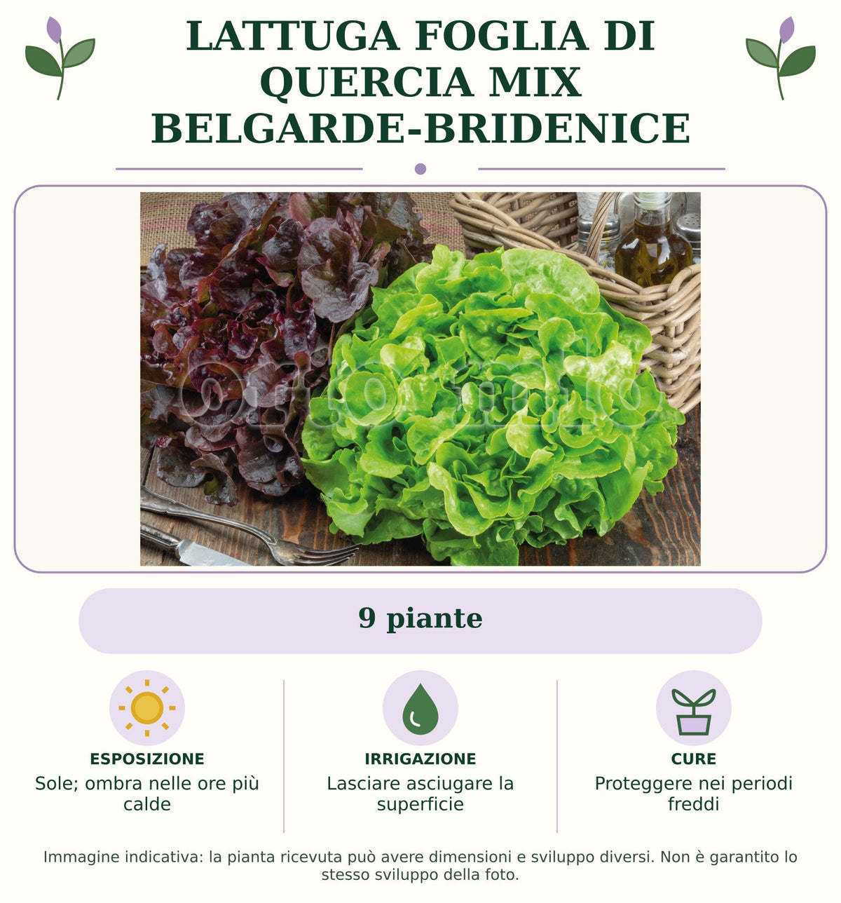 Lattuga Foglia di quercia mix Belgarde-Bridenice: 9 piante. Sole; ombra nelle ore più calde. Lasciare asciugare la superficie. Proteggere nei periodi freddi. Immagine indicativa.