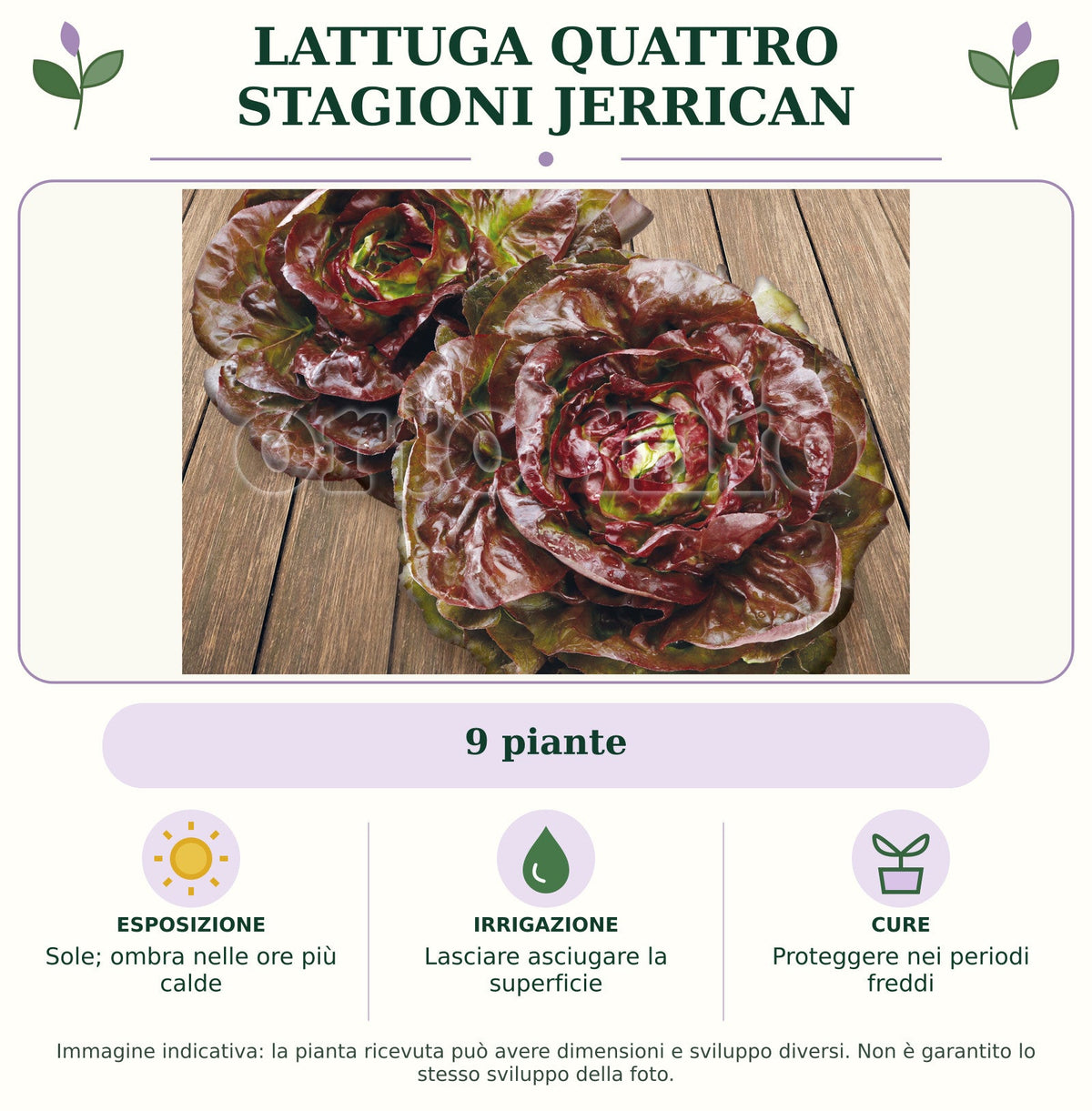 Lattuga Quattro stagioni Jerrican: 9 piante. Sole; ombra nelle ore più calde. Lasciare asciugare la superficie. Proteggere nei periodi freddi. Immagine indicativa.