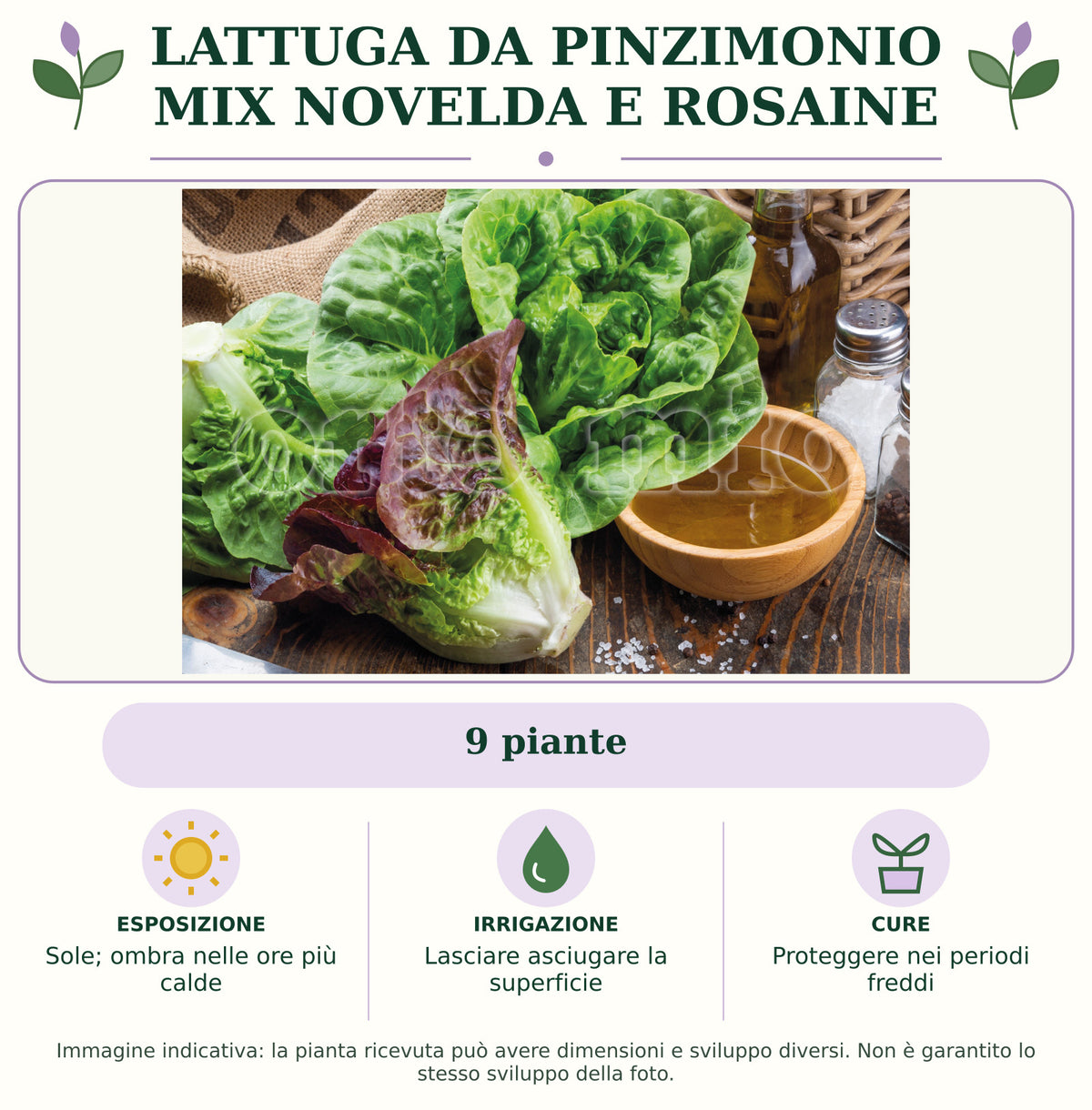 Lattuga da pinzimonio mix Novelda e Rosaine: 9 piante. Sole; ombra nelle ore più calde. Lasciare asciugare la superficie. Proteggere nei periodi freddi. Immagine indicativa.