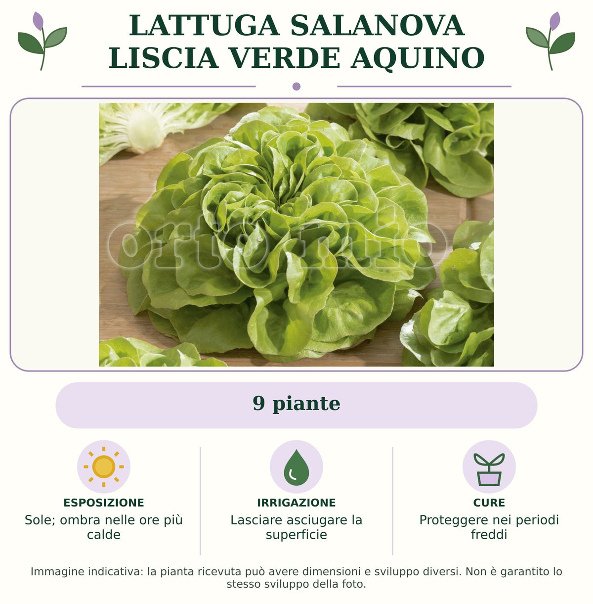 Lattuga Salanova liscia verde Aquino: 9 piante. Sole; ombra nelle ore più calde. Lasciare asciugare la superficie. Proteggere nei periodi freddi. Immagine indicativa.