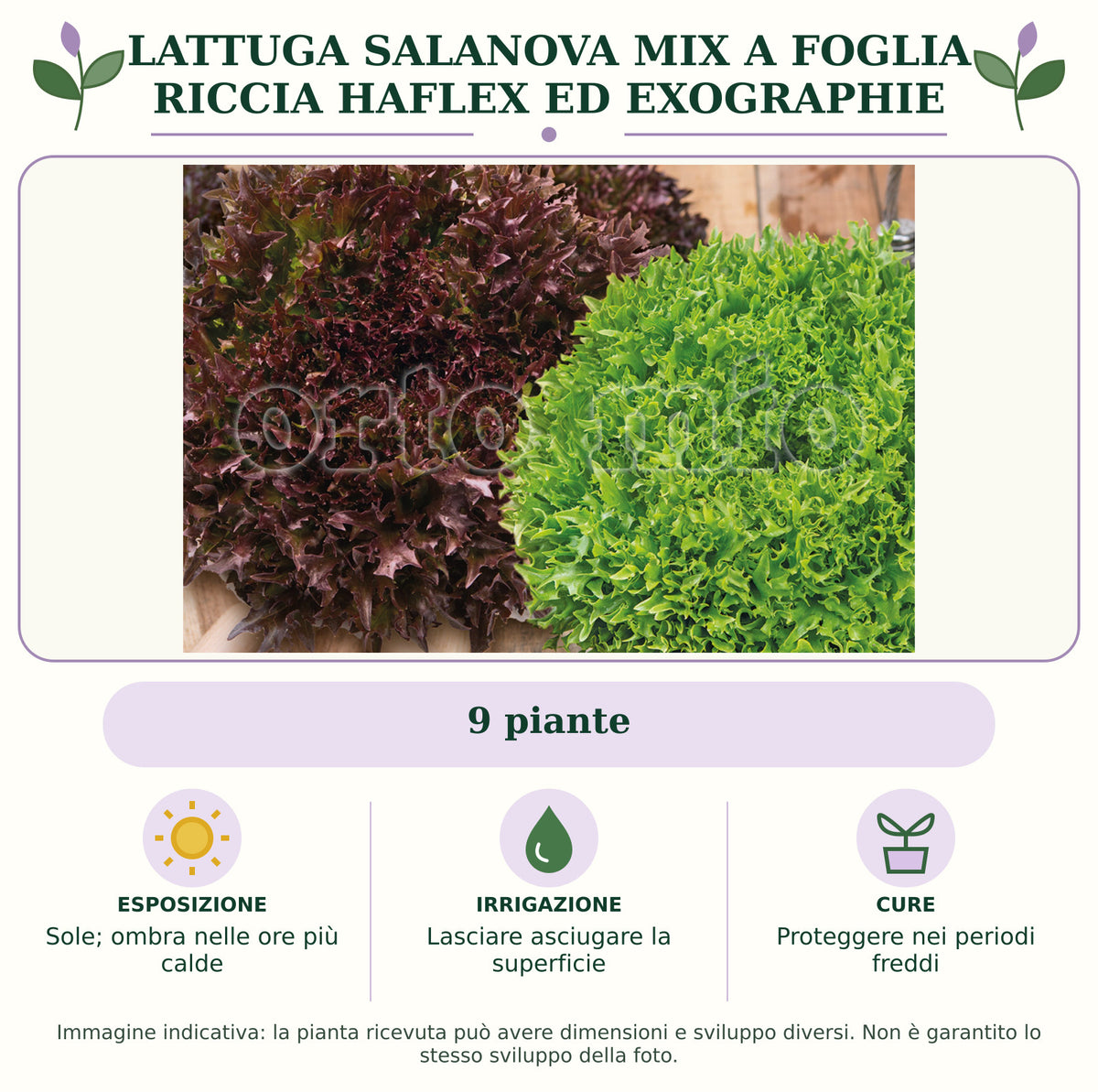 Lattuga salanova mix a foglia riccia Haflex ed Exographie: 9 piante. Sole; ombra nelle ore più calde. Lasciare asciugare la superficie. Proteggere nei periodi freddi. Immagine indicativa.
