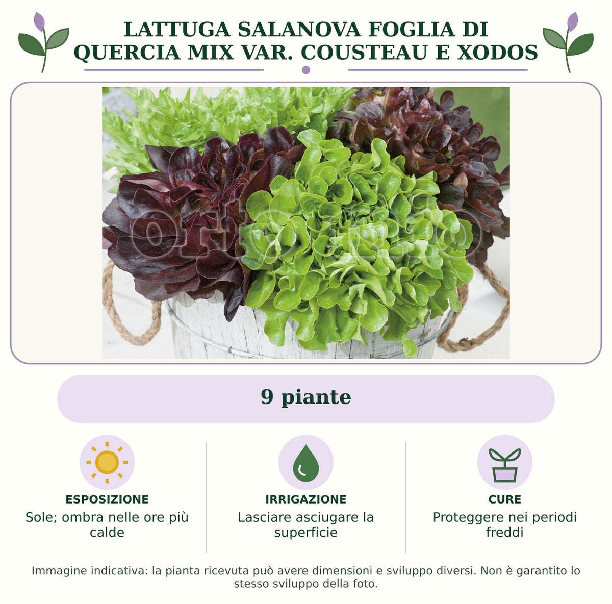 Lattuga Salanova foglia di quercia mix var. Cousteau e Xodos: 9 piante. Sole; ombra nelle ore più calde. Lasciare asciugare la superficie. Proteggere nei periodi freddi. Immagine indicativa.