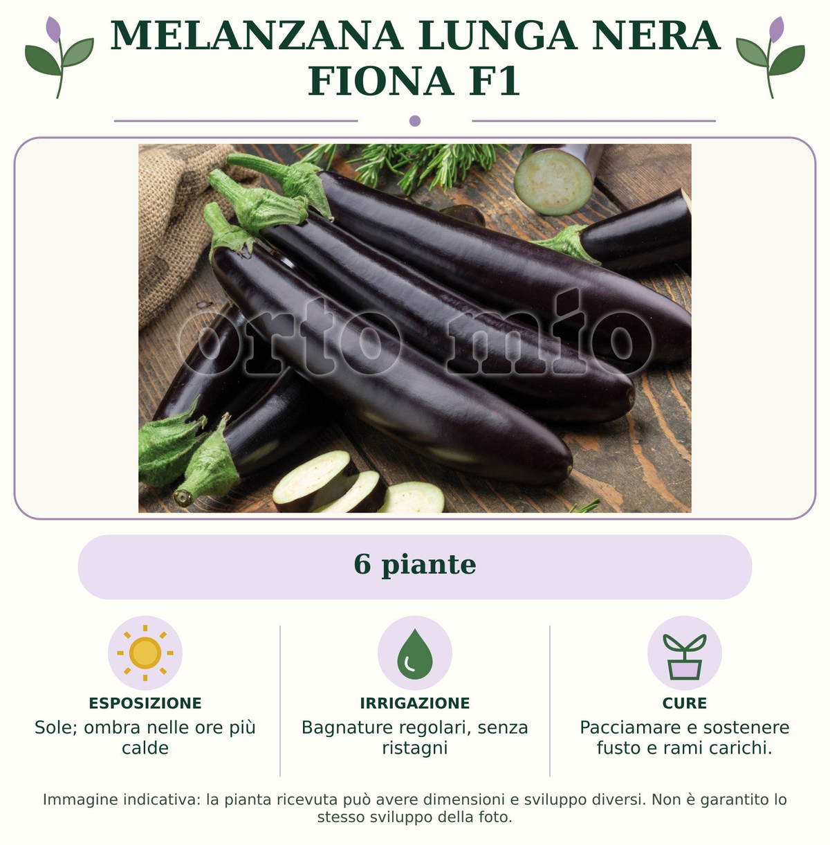 Melanzana Lunga nera Fiona F1: 6 piante. Sole; ombra nelle ore più calde. Bagnature regolari, senza ristagni. Pacciamare e sostenere fusto e rami carichi.. Immagine indicativa.