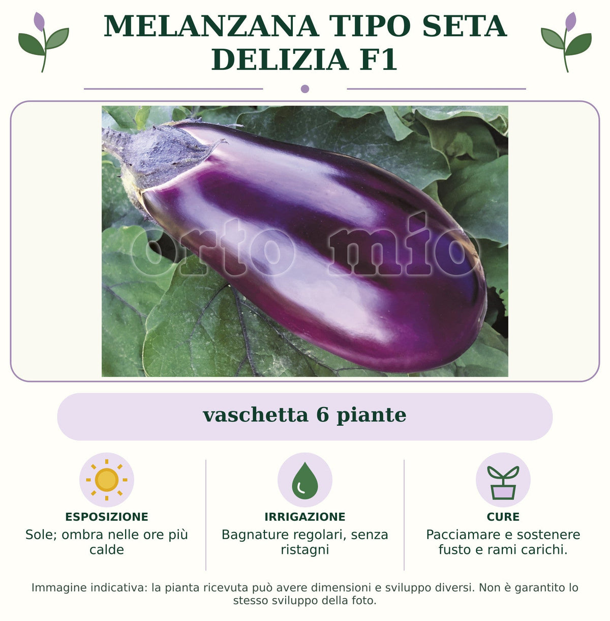 Melanzana Tipo Seta Delizia F1: vaschetta 6 piante. Sole; ombra nelle ore più calde. Bagnature regolari, senza ristagni. Pacciamare e sostenere fusto e rami carichi.. Immagine indicativa.