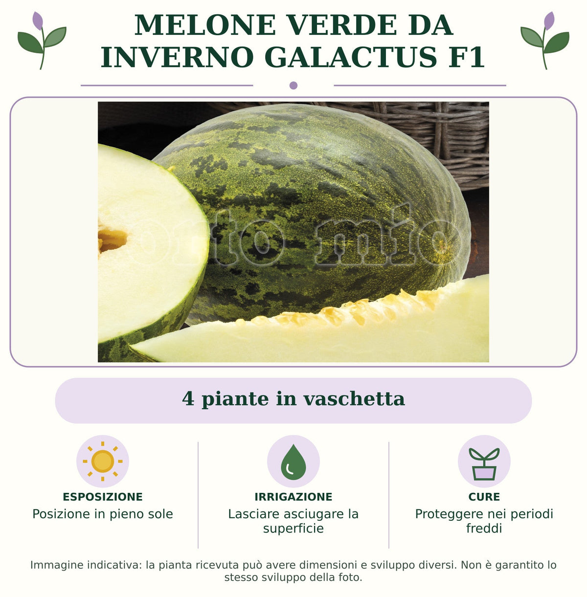 Melone Verde da inverno Galactus F1: 4 piante in vaschetta (var. Posizione in pieno sole. Lasciare asciugare la superficie. Proteggere nei periodi freddi. Immagine indicativa.