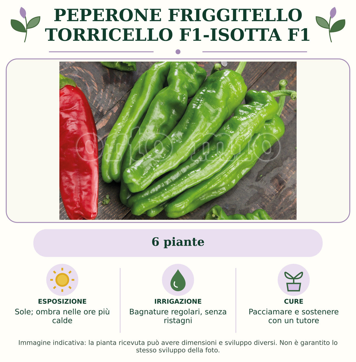 Peperone friggitello Torricello F1-Isotta F1: 6 piante. Sole; ombra nelle ore più calde. Bagnature regolari, senza ristagni. Pacciamare e sostenere con un tutore. Immagine indicativa.