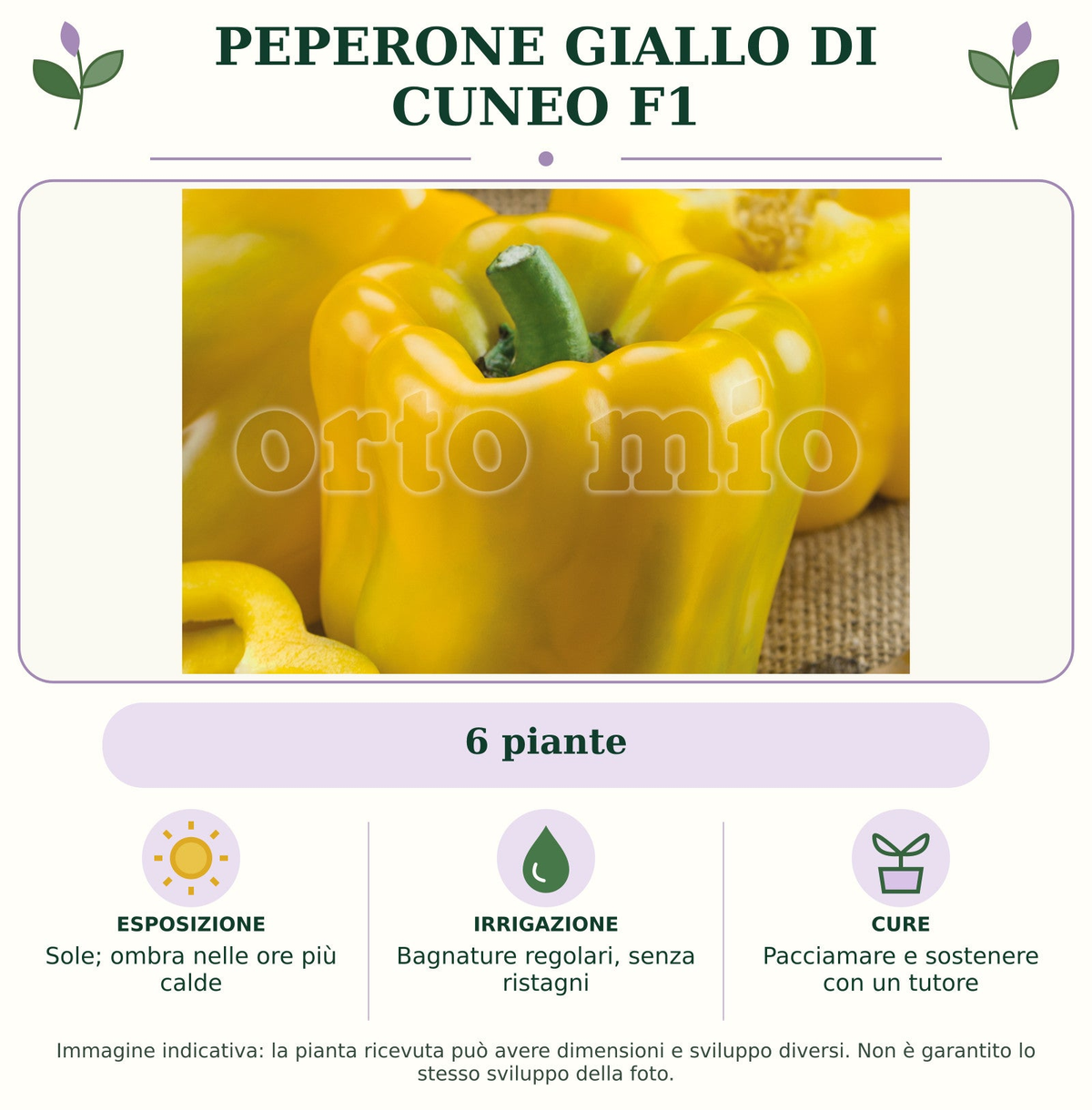Peperone giallo di cuneo F1: 6 piante. Sole; ombra nelle ore più calde. Bagnature regolari, senza ristagni. Pacciamare e sostenere con un tutore. Immagine indicativa.
