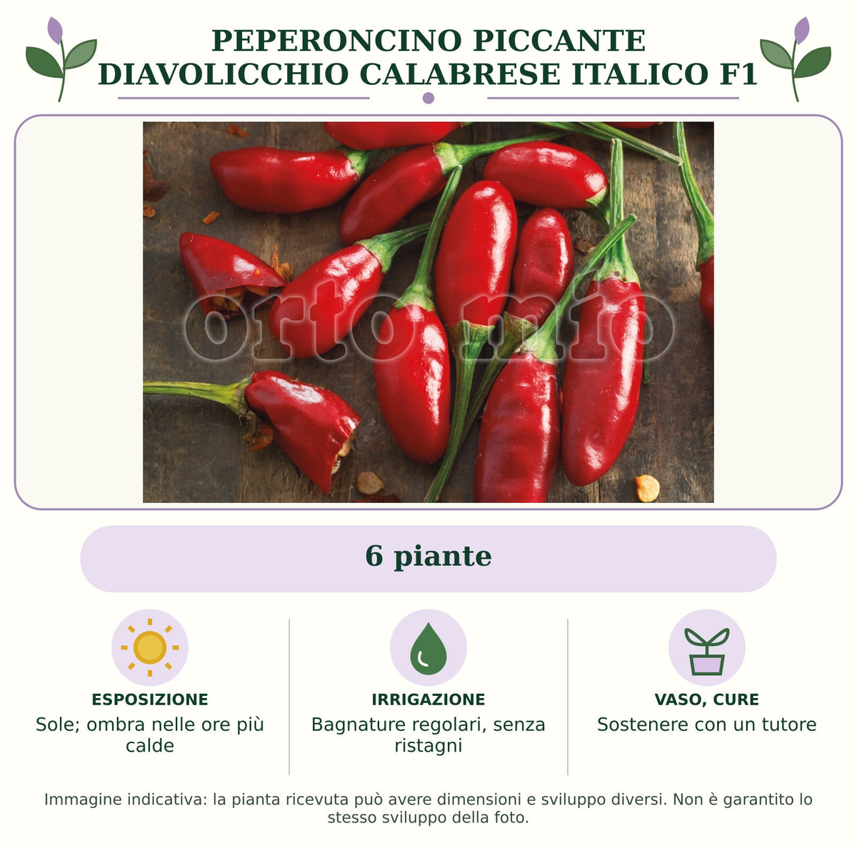Peperoncino piccante Diavolicchio Calabrese Italico F1: 6 piante. Sole; ombra nelle ore più calde. Bagnature regolari, senza ristagni. Sostenere con un tutore. Immagine indicativa.