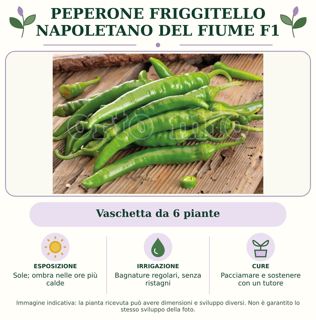 Peperone Friggitello Napoletano del Fiume F1: Vaschetta da 6 piante. Sole; ombra nelle ore più calde. Bagnature regolari, senza ristagni. Pacciamare e sostenere con un tutore. Immagine indicativa.