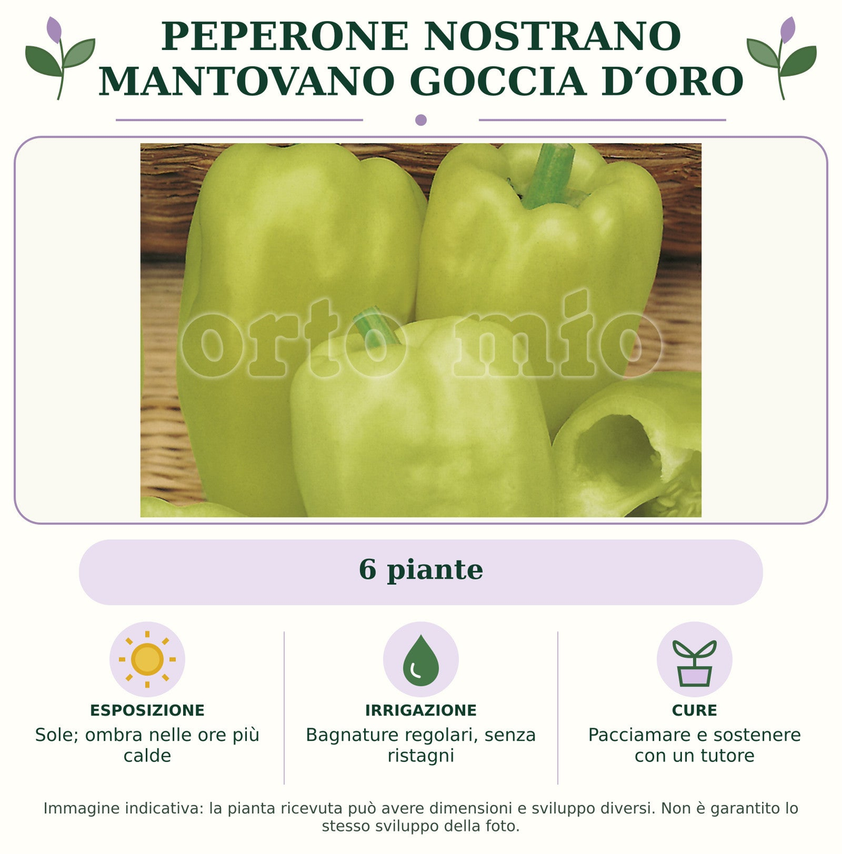 Peperone nostrano Mantovano Goccia d′Oro: 6 piante. Sole; ombra nelle ore più calde. Bagnature regolari, senza ristagni. Pacciamare e sostenere con un tutore. Immagine indicativa.