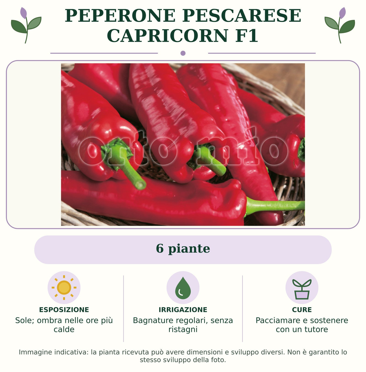 Peperone pescarese Capricorn F1: 6 piante. Sole; ombra nelle ore più calde. Bagnature regolari, senza ristagni. Pacciamare e sostenere con un tutore. Immagine indicativa.
