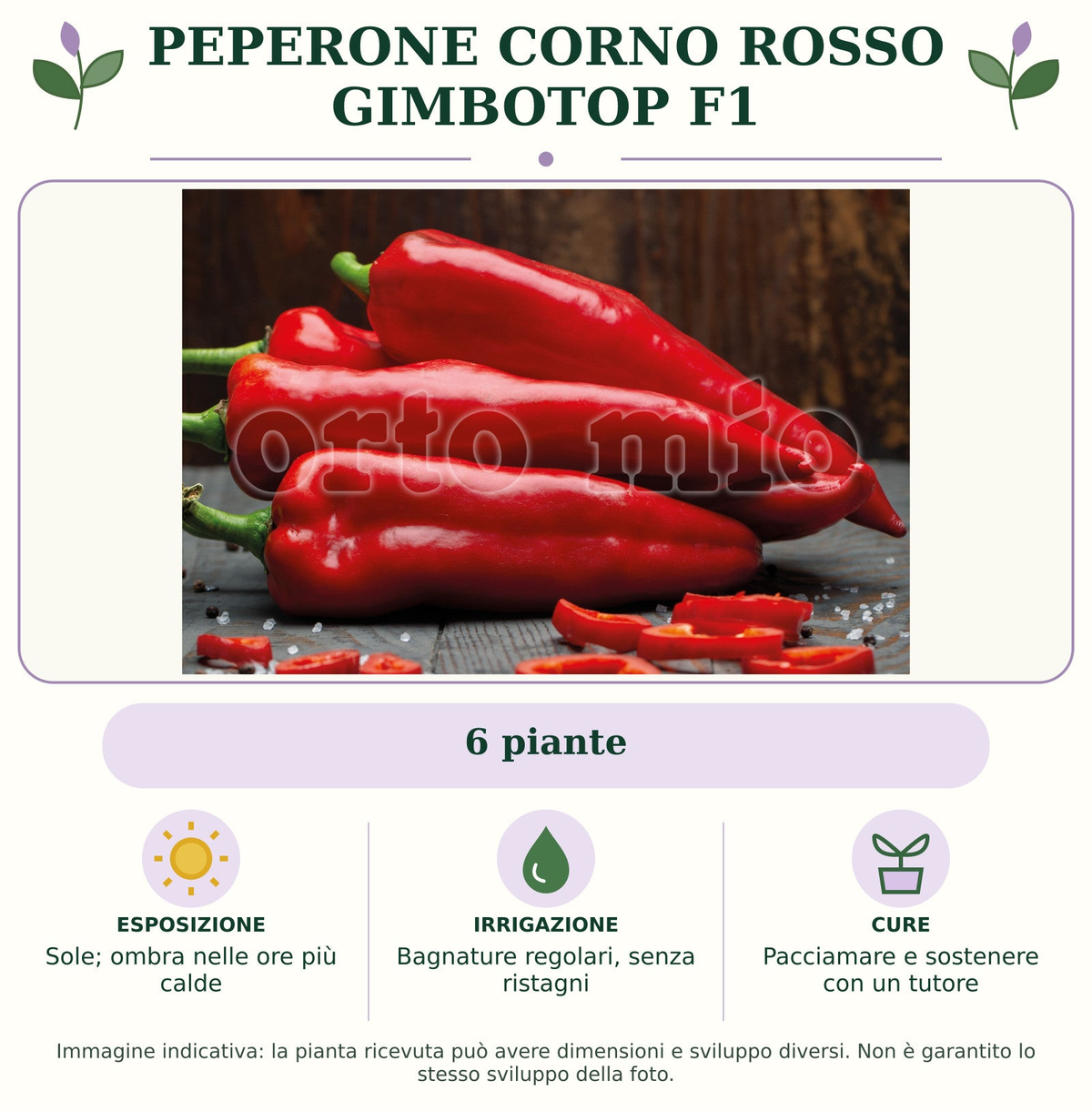 Peperone Corno rosso Gimbotop F1: 6 piante. Sole; ombra nelle ore più calde. Bagnature regolari, senza ristagni. Pacciamare e sostenere con un tutore. Immagine indicativa.