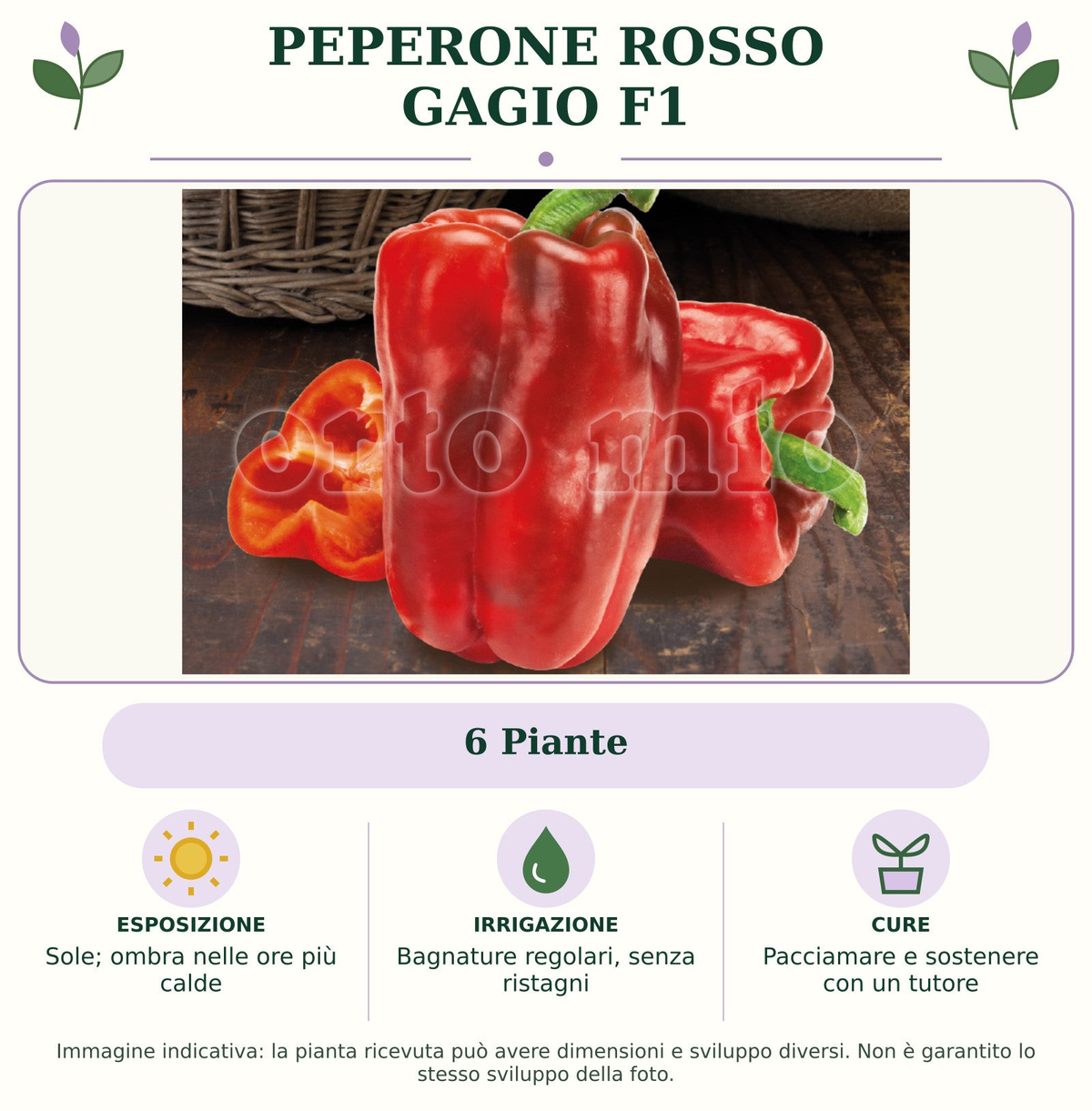 Peperone Rosso Gagio F1: 6 Piante. Sole; ombra nelle ore più calde. Bagnature regolari, senza ristagni. Pacciamare e sostenere con un tutore. Immagine indicativa.