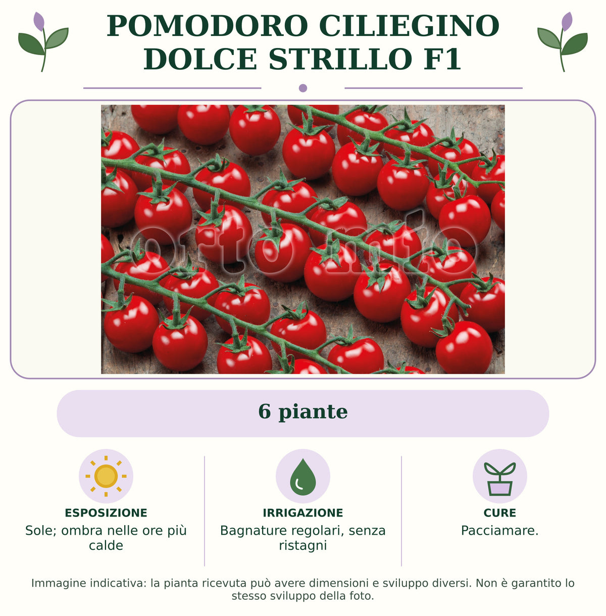 Pomodoro ciliegino dolce Strillo F1: 6 piante. Sole; ombra nelle ore più calde. Bagnature regolari, senza ristagni. Pacciamare.. Immagine indicativa.