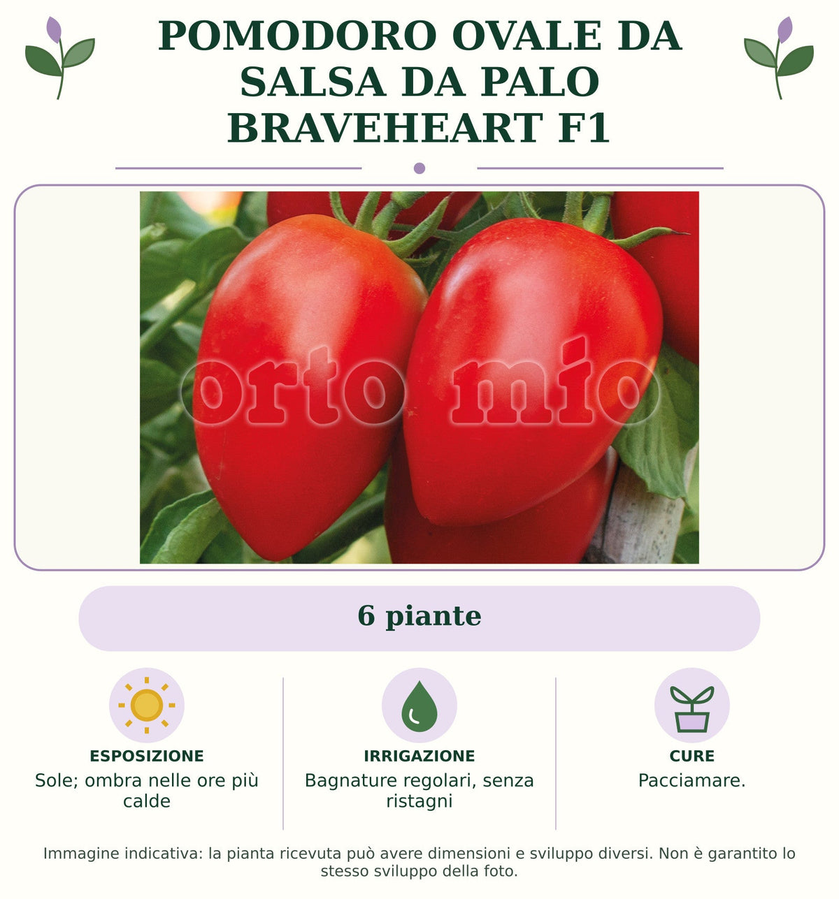 Pomodoro ovale da salsa da palo Braveheart F1: 6 piante. Sole; ombra nelle ore più calde. Bagnature regolari, senza ristagni. Pacciamare.. Immagine indicativa.