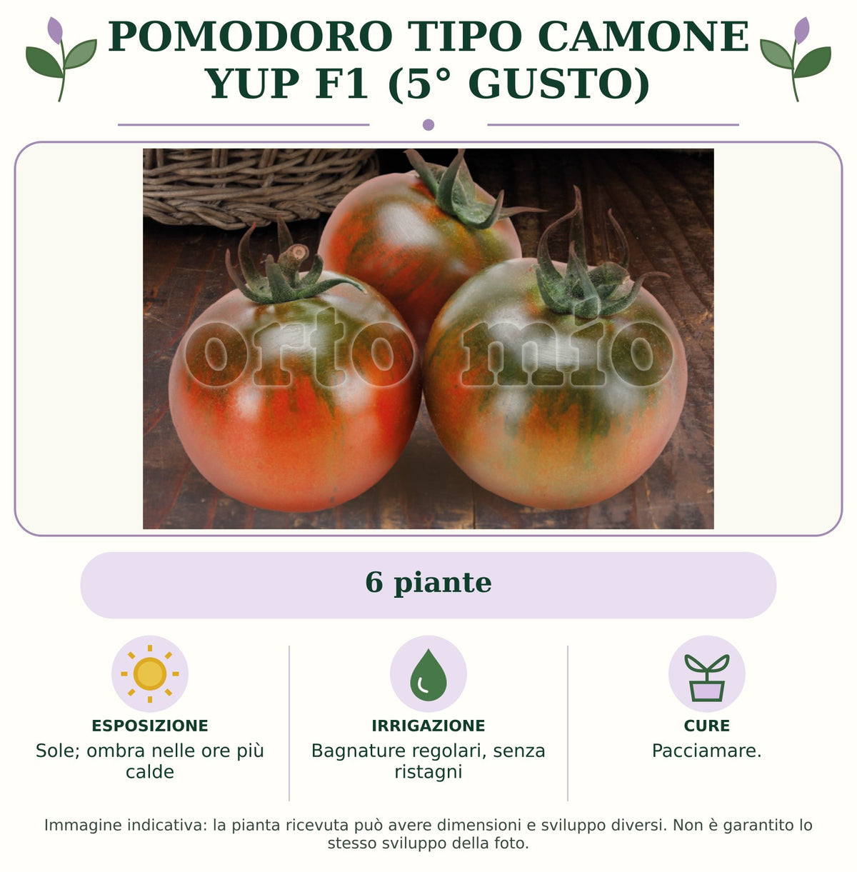 Pomodoro tipo Camone Yup F1 (5° Gusto): 6 piante. Sole; ombra nelle ore più calde. Bagnature regolari, senza ristagni. Pacciamare. Immagine indicativa.