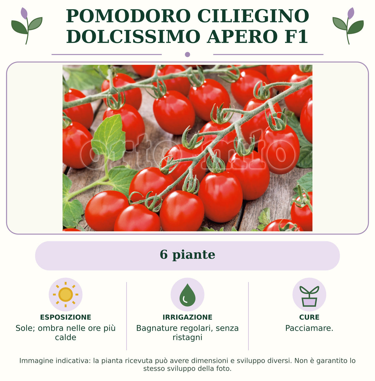 Pomodoro ciliegino dolcissimo Apero F1: 6 piante. Sole; ombra nelle ore più calde. Bagnature regolari, senza ristagni. Pacciamare.. Immagine indicativa.