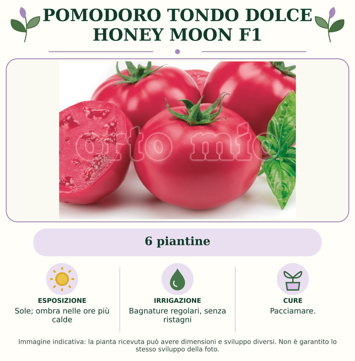 Pomodoro tondo dolce Honey Moon F1: 6 piantine. Sole; ombra nelle ore più calde. Bagnature regolari, senza ristagni. Pacciamare.. Immagine indicativa.