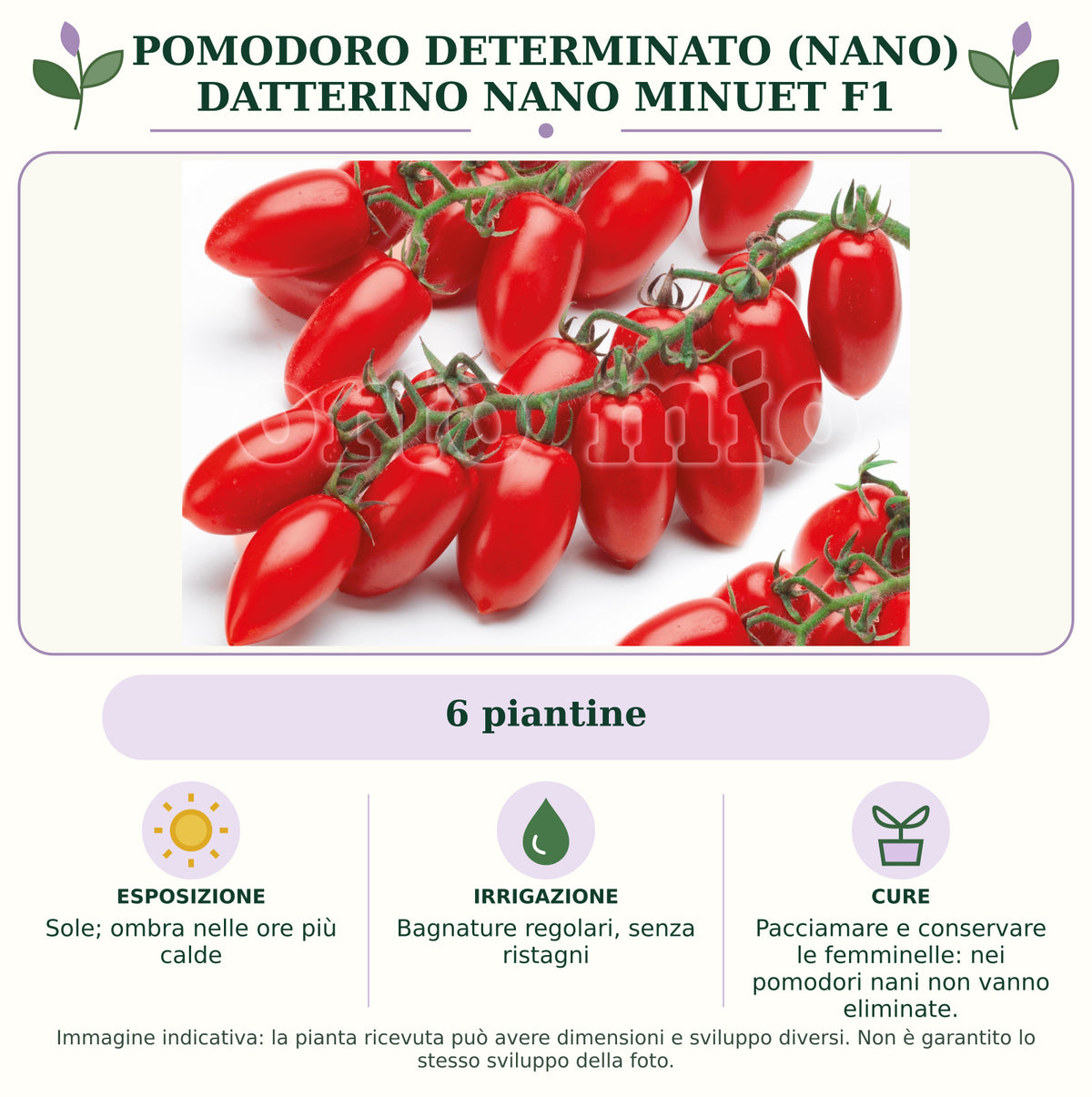 Pomodoro determinato (nano) datterino nano Minuet F1: 6 piantine. Sole; ombra nelle ore più calde. Bagnature regolari, senza ristagni. Pacciamare e conservare le femminelle: nei pomodori nani non vanno eliminate.. Immagine indicativa.