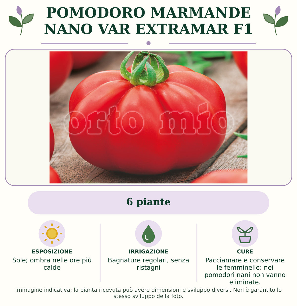 Pomodoro Marmande nano var Extramar F1: 6 piante. Sole; ombra nelle ore più calde. Bagnature regolari, senza ristagni. Pacciamare e conservare le femminelle: nei pomodori nani non vanno eliminate.. Immagine indicativa.